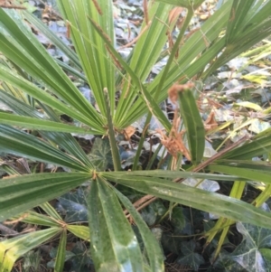 Livistona australis at Acton, ACT - suppressed