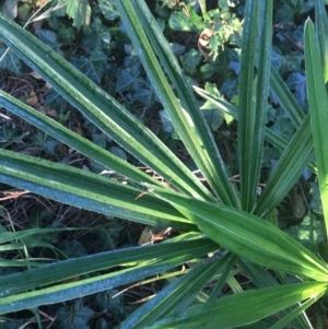 Livistona australis at Acton, ACT - 1 May 2021