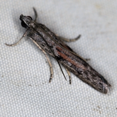 Homoeosoma vagella at Wyanbene, NSW - 16 Apr 2021 by ibaird