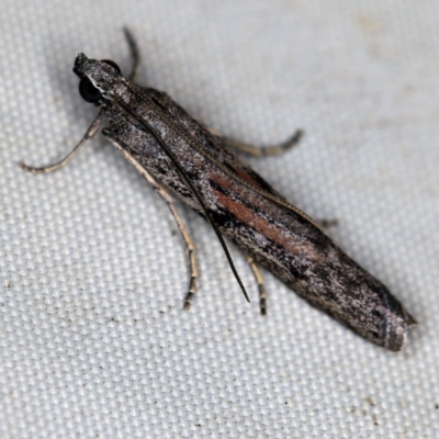 Homoeosoma vagella at Deua National Park (CNM area) - 16 Apr 2021 by ibaird