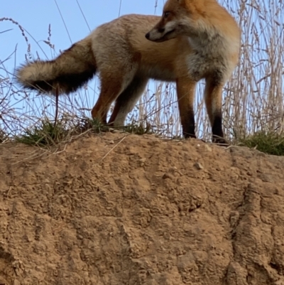 Vulpes vulpes (Red Fox) at Fyshwick, ACT - 1 May 2021 by KL