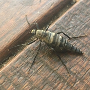 Boreoides subulatus at O'Connor, ACT - 1 May 2021