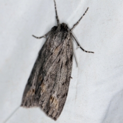 Chlenias banksiaria group (A Geometer moth) at Deua National Park (CNM area) - 16 Apr 2021 by ibaird