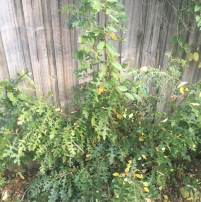 Quercus robur (English Oak) at O'Connor, ACT - 1 May 2021 by Ned_Johnston