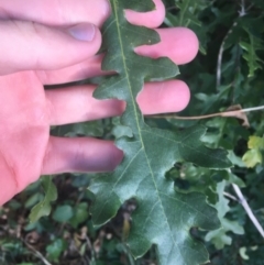 Quercus robur at O'Connor, ACT - 1 May 2021