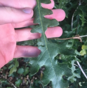 Quercus robur at O'Connor, ACT - 1 May 2021