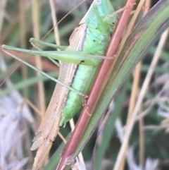 Conocephalus sp. (genus) (A Tussock Katydid) at O'Connor, ACT - 1 May 2021 by NedJohnston