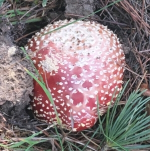 Amanita muscaria at Turner, ACT - 1 May 2021 02:50 PM