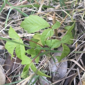 Acer negundo at O'Connor, ACT - 1 May 2021