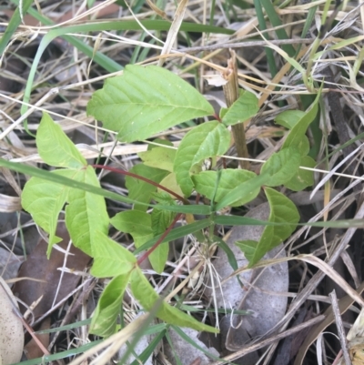 Acer negundo (Box Elder) at Sullivans Creek, O'Connor - 1 May 2021 by Ned_Johnston