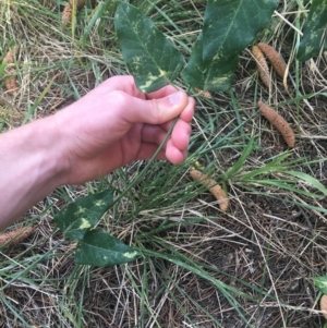 Araujia sericifera at Turner, ACT - 2 May 2021