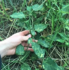 Araujia sericifera at Turner, ACT - 2 May 2021