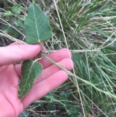 Araujia sericifera at Turner, ACT - 2 May 2021