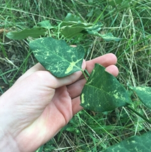 Araujia sericifera at Turner, ACT - 2 May 2021