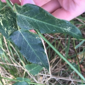 Araujia sericifera at Turner, ACT - 2 May 2021