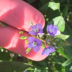 Veronica anagallis-aquatica (Blue Water Speedwell) at ANU Kingsley Precinct - 1 May 2021 by NedJohnston