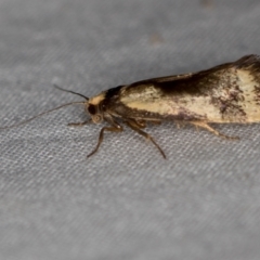 Isomoralla pyrrhoptera (A concealer moth) at Melba, ACT - 5 Jan 2021 by Bron