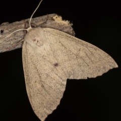 Arhodia lasiocamparia (Pink Arhodia) at Melba, ACT - 4 Jan 2021 by Bron