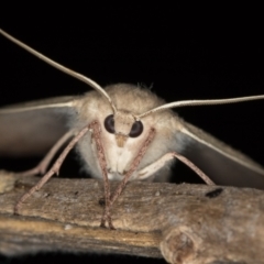 Arhodia lasiocamparia at Melba, ACT - 5 Jan 2021