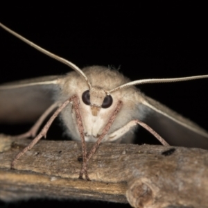 Arhodia lasiocamparia at Melba, ACT - 5 Jan 2021 12:09 AM