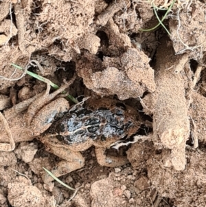 Limnodynastes tasmaniensis at Moncrieff, ACT - 1 May 2021