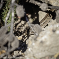 Liopholis whitii (White's Skink) at Wog Wog, NSW - 24 Apr 2021 by JonSteinbeck