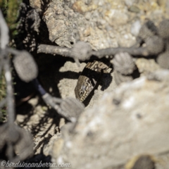 Liopholis whitii at Wog Wog, NSW - 24 Apr 2021 02:17 PM