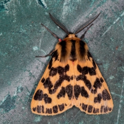 Ardices curvata (Crimson Tiger Moth) at Melba, ACT - 5 Jan 2021 by Bron