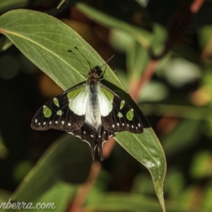 Graphium macleayanum at Wog Wog, NSW - 24 Apr 2021