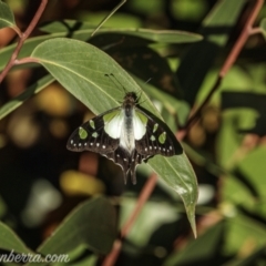 Graphium macleayanum at Wog Wog, NSW - 24 Apr 2021