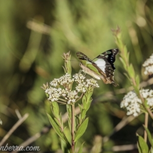 Graphium macleayanum at Wog Wog, NSW - 24 Apr 2021 03:47 PM