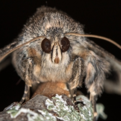 Eudesmeola lawsoni (Lawson's Night Moth) at Melba, ACT - 5 Jan 2021 by Bron