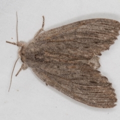 Destolmia lineata (Streaked Notodontid Moth) at Melba, ACT - 5 Jan 2021 by Bron