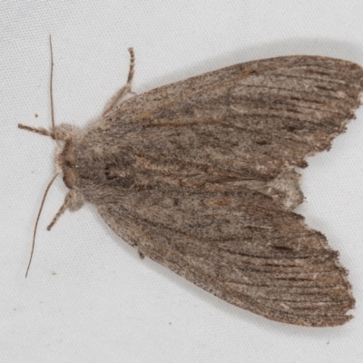 Destolmia lineata (Streaked Notodontid Moth) at Melba, ACT - 4 Jan 2021 by Bron