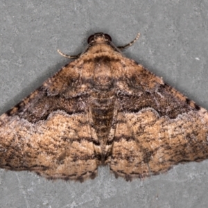 Aporoctena undescribed species at Melba, ACT - 5 Jan 2021