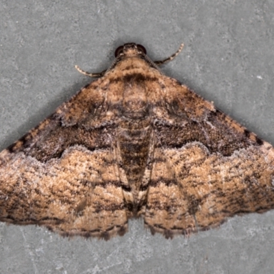 Aporoctena undescribed species (A Geometrid moth (Ennominae)) at Melba, ACT - 5 Jan 2021 by Bron