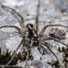 Lycosidae (family) (Wolf spider) at Wog Wog, NSW - 24 Apr 2021 by JonSteinbeck