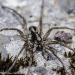 Lycosidae (family) (Wolf spider) at Wog Wog, NSW - 24 Apr 2021 by BIrdsinCanberra