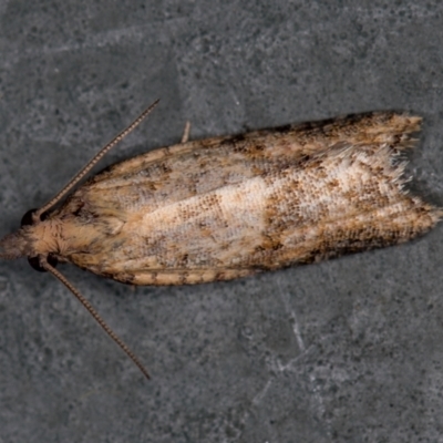 Epiphyas postvittana (Light Brown Apple Moth) at Melba, ACT - 5 Jan 2021 by Bron