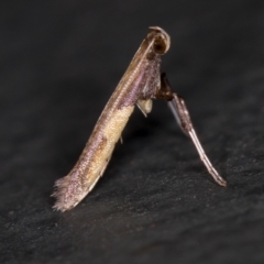 Caloptilia azaleella (Azalea Leafminer) at Melba, ACT - 5 Jan 2021 by Bron