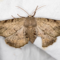 Circopetes obtusata (Grey Twisted Moth) at Melba, ACT - 5 Jan 2021 by Bron
