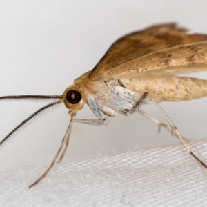 Scopula rubraria at Melba, ACT - 5 Jan 2021