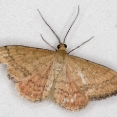 Scopula rubraria at Melba, ACT - 5 Jan 2021