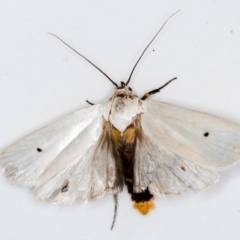 Maroga melanostigma (Pecan Stem Girdler) at Melba, ACT - 5 Jan 2021 by Bron