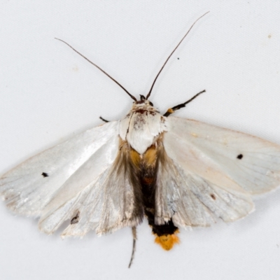 Maroga melanostigma (Pecan Stem Girdler) at Melba, ACT - 5 Jan 2021 by Bron