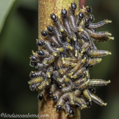 Perginae sp. (subfamily) (Unidentified pergine sawfly) at Wog Wog, NSW - 25 Apr 2021 by BIrdsinCanberra