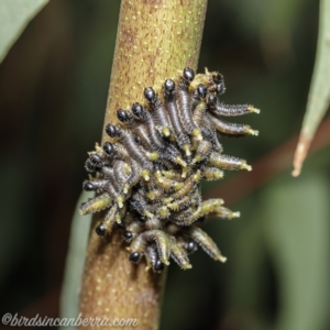 Perginae sp. (subfamily) at Wog Wog, NSW - 25 Apr 2021 10:24 AM