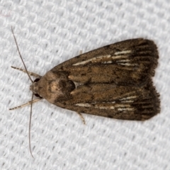 Noctuidae (family) (A cutworm or owlet moth) at Melba, ACT - 30 Dec 2020 by Bron
