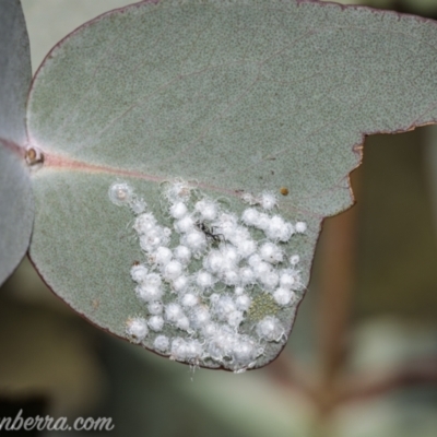 Glycaspis sp. (genus) (Unidentified sugary lerp) at Wog Wog, NSW - 25 Apr 2021 by JonSteinbeck