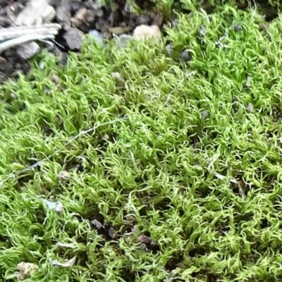 Pottiaceae (family) (A moss) at Reid, ACT - 29 Apr 2021 by JanetRussell